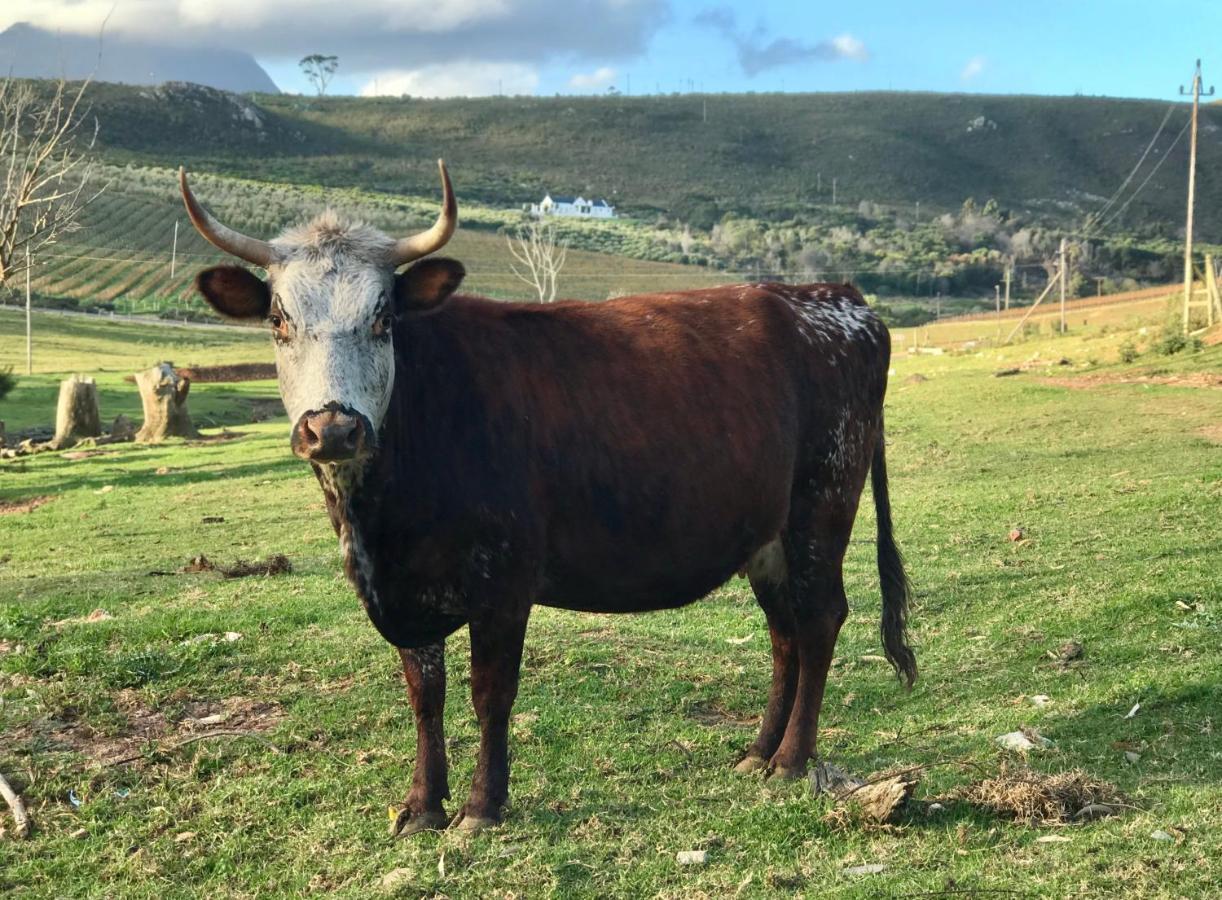 Kleine Vrede Farm Cottage Hermanus Esterno foto
