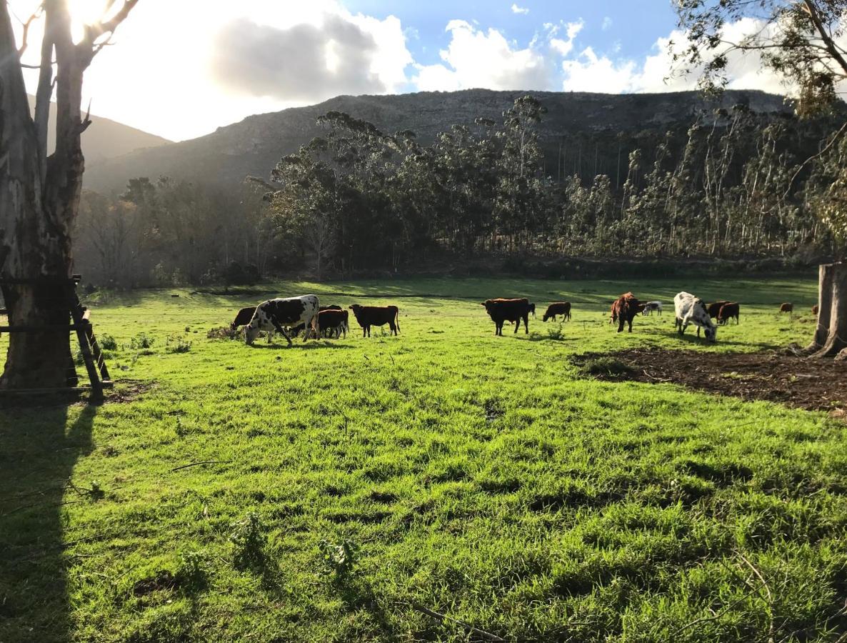 Kleine Vrede Farm Cottage Hermanus Esterno foto
