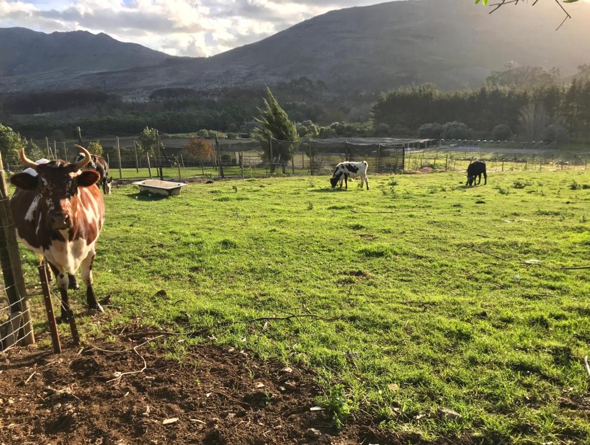 Kleine Vrede Farm Cottage Hermanus Esterno foto