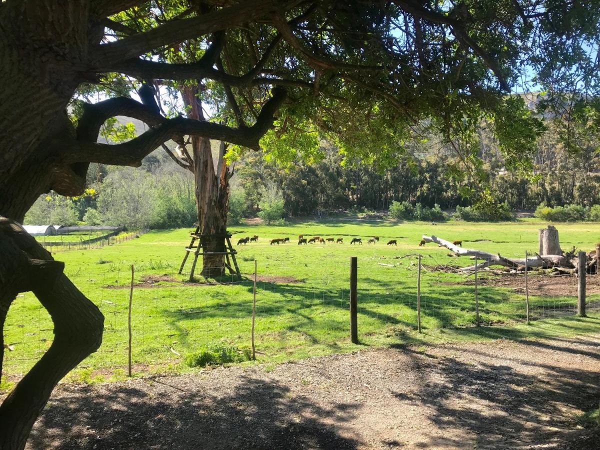 Kleine Vrede Farm Cottage Hermanus Esterno foto